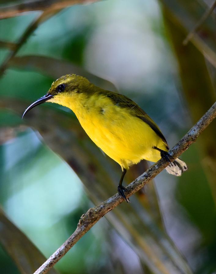 Daintree Peaks Eco Stays Eksteriør bilde