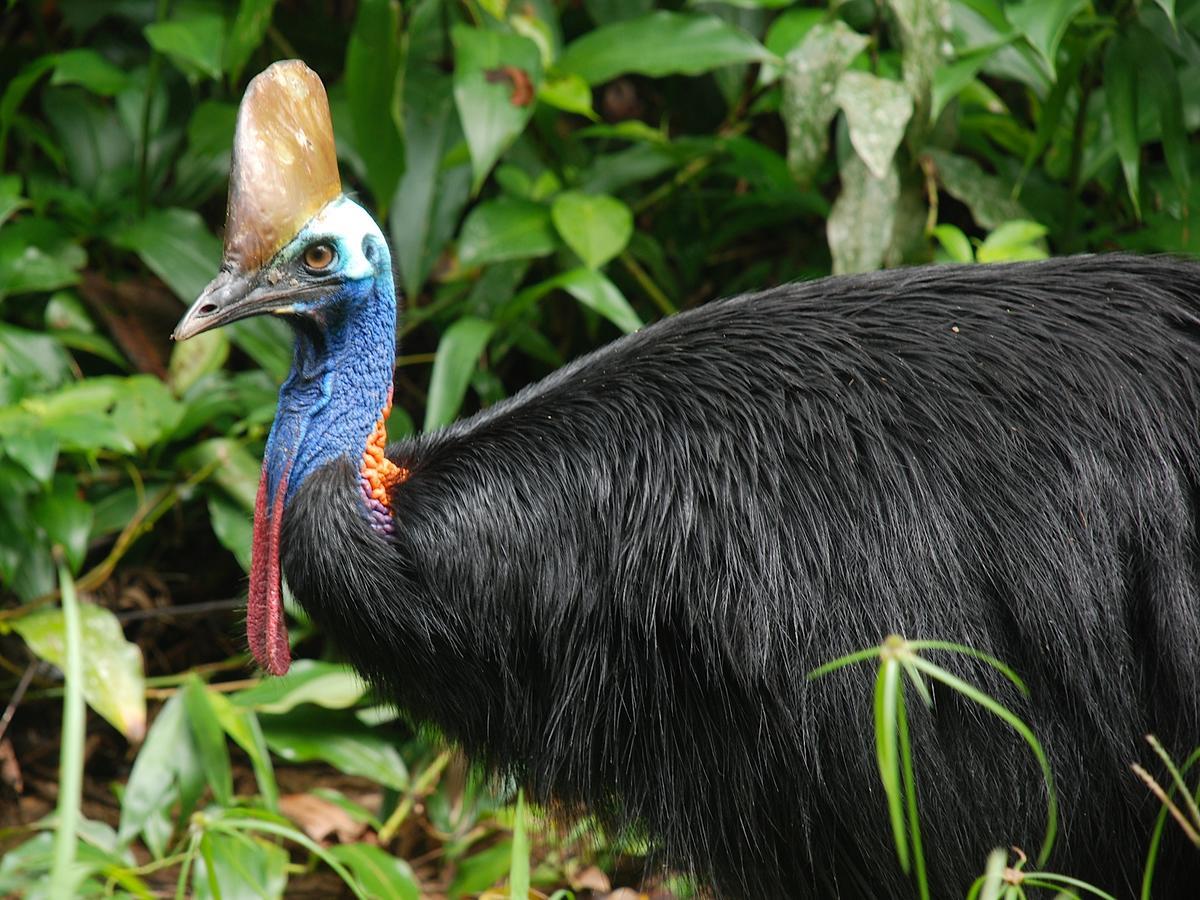 Daintree Peaks Eco Stays Eksteriør bilde